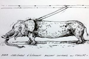 Basset